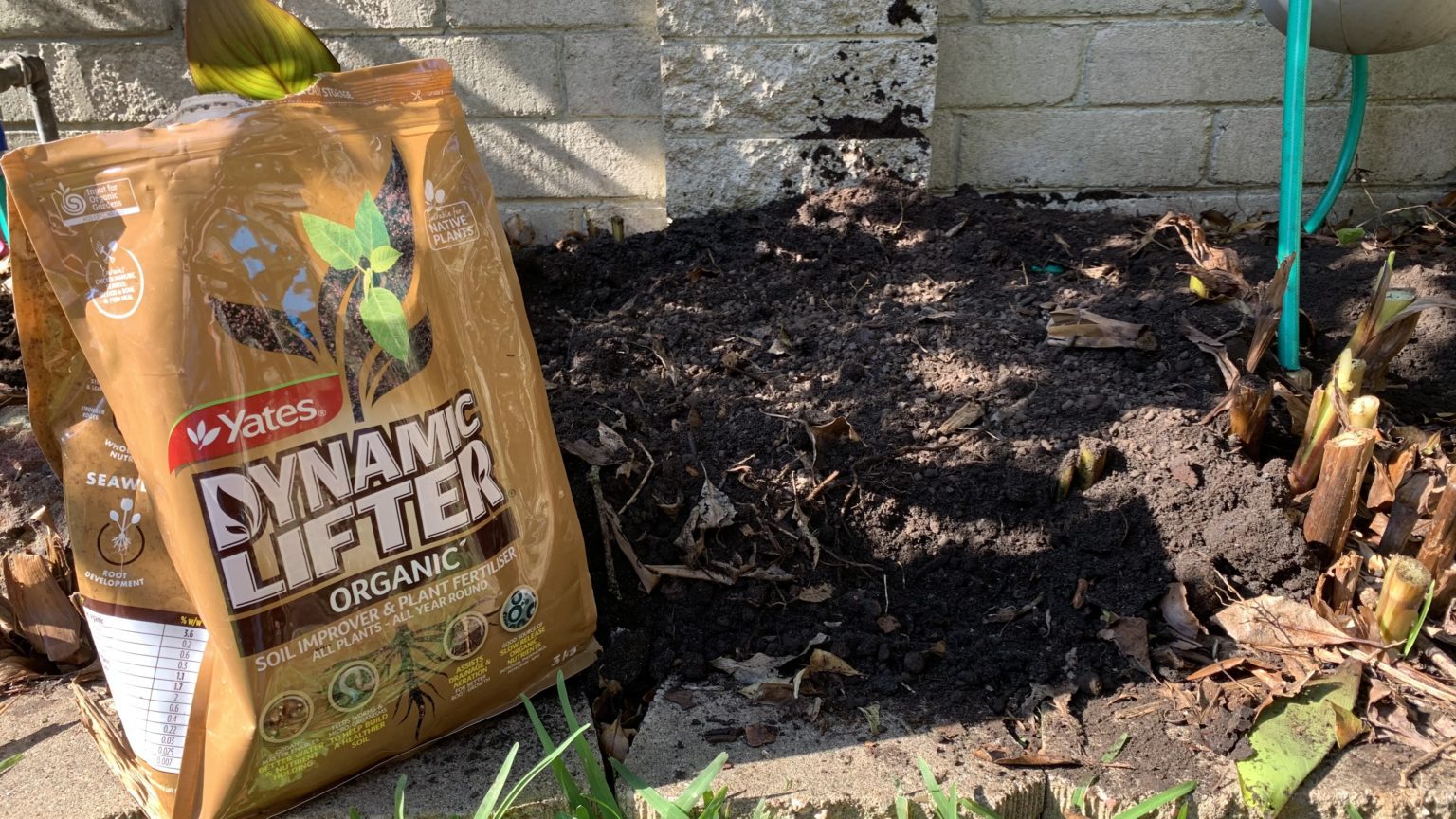 Mango Tree Winter Care Help your mango survive winter Eco Family Life