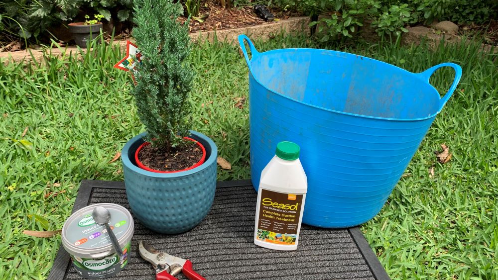 Potted Christmas tree repotting materials including fertilizer, bucket, and seaweed solution.
