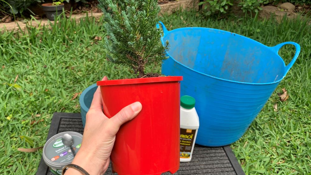 Squeezing potted Christmas tree to loosen the roots from the pot.