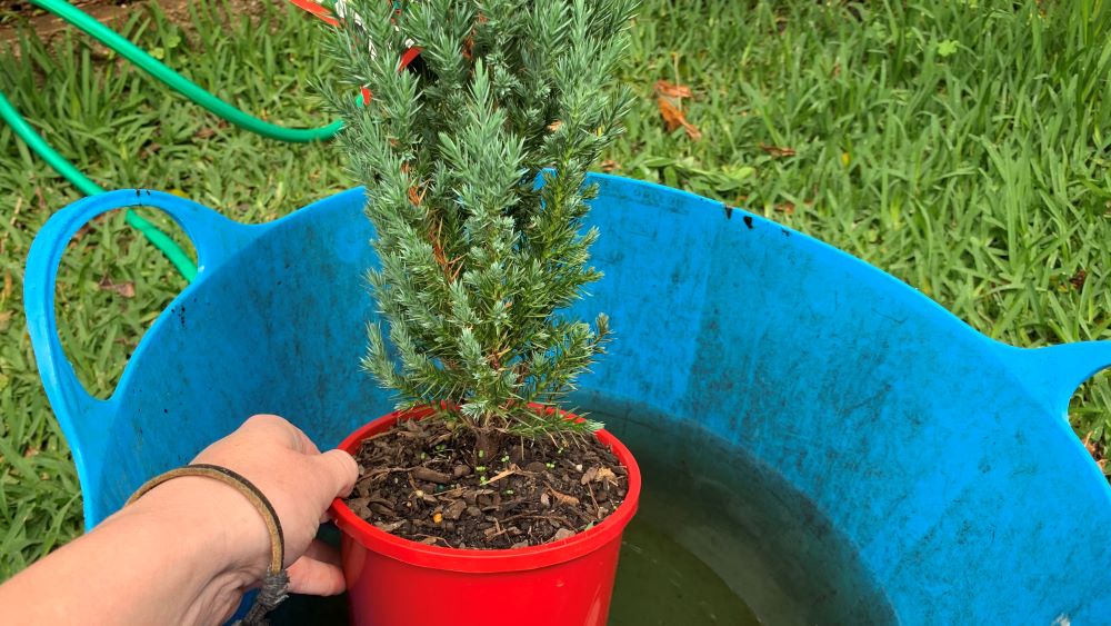 Potted Christmas tree being soaked in a bucket with seaweed solution.