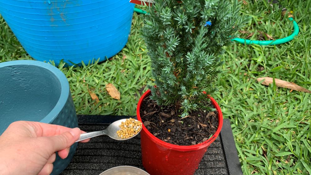 Adding organic fertilizer to potted Christmas tree.