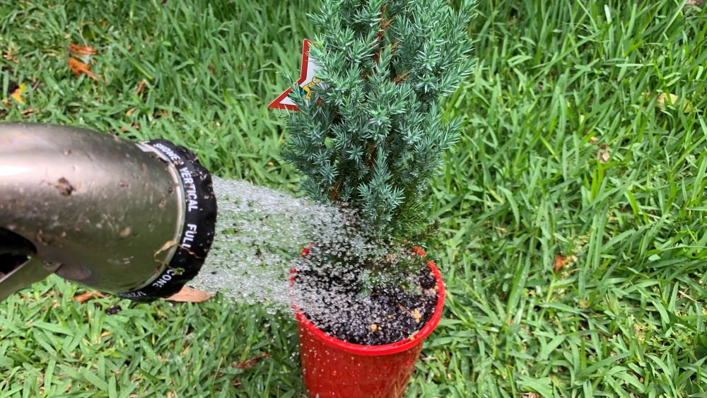 Watering in slow release fertilzer on potted Christmas tree.