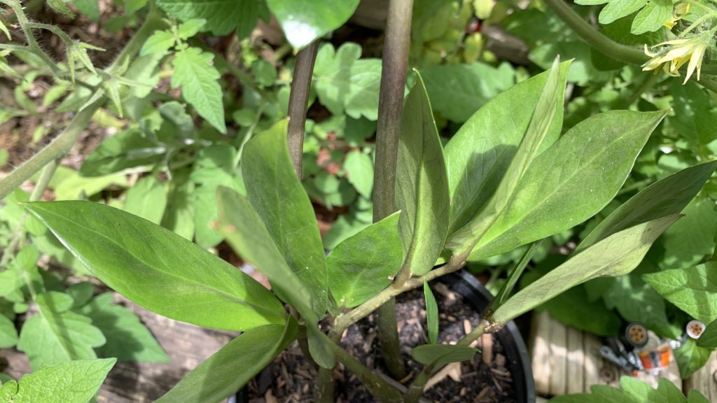 Best potting soil for ZZ plants Top 7 Tips Eco Family Life