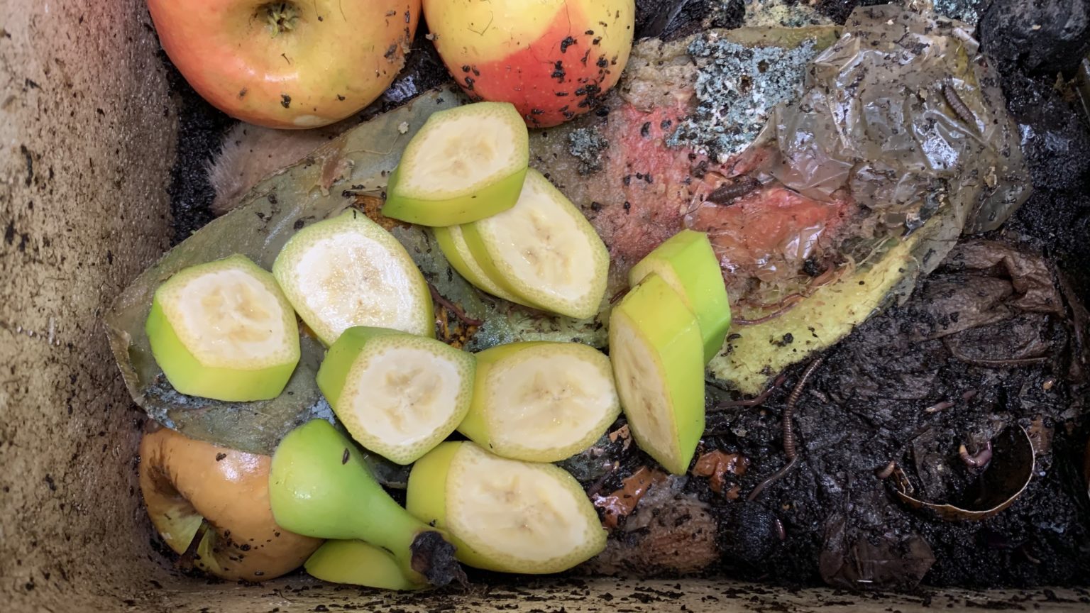 Beautiful view of Can Dead Banana Peels Attract Fruit Flies