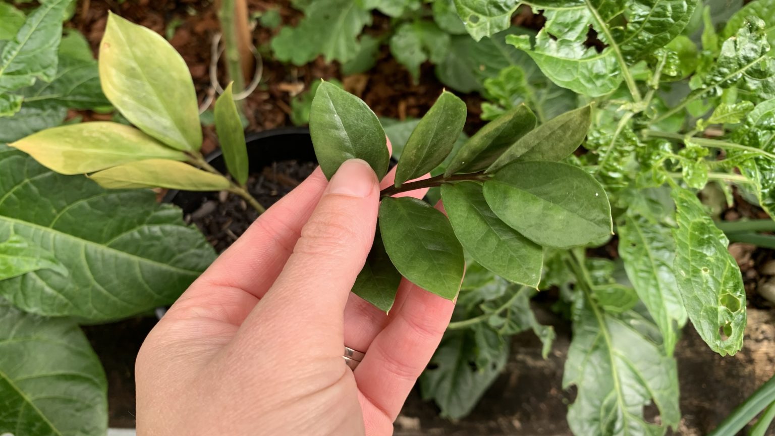 How to know when a ZZ plant is dying How to save it Eco Family Life