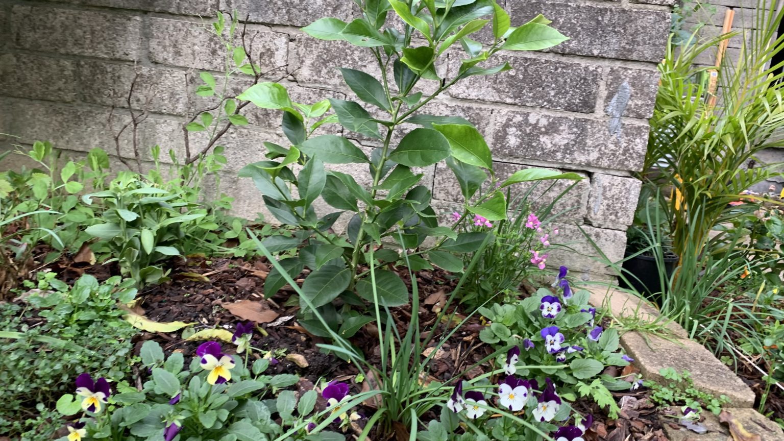 How to safely leave your lemon tree outside in winter Top 11 Tips