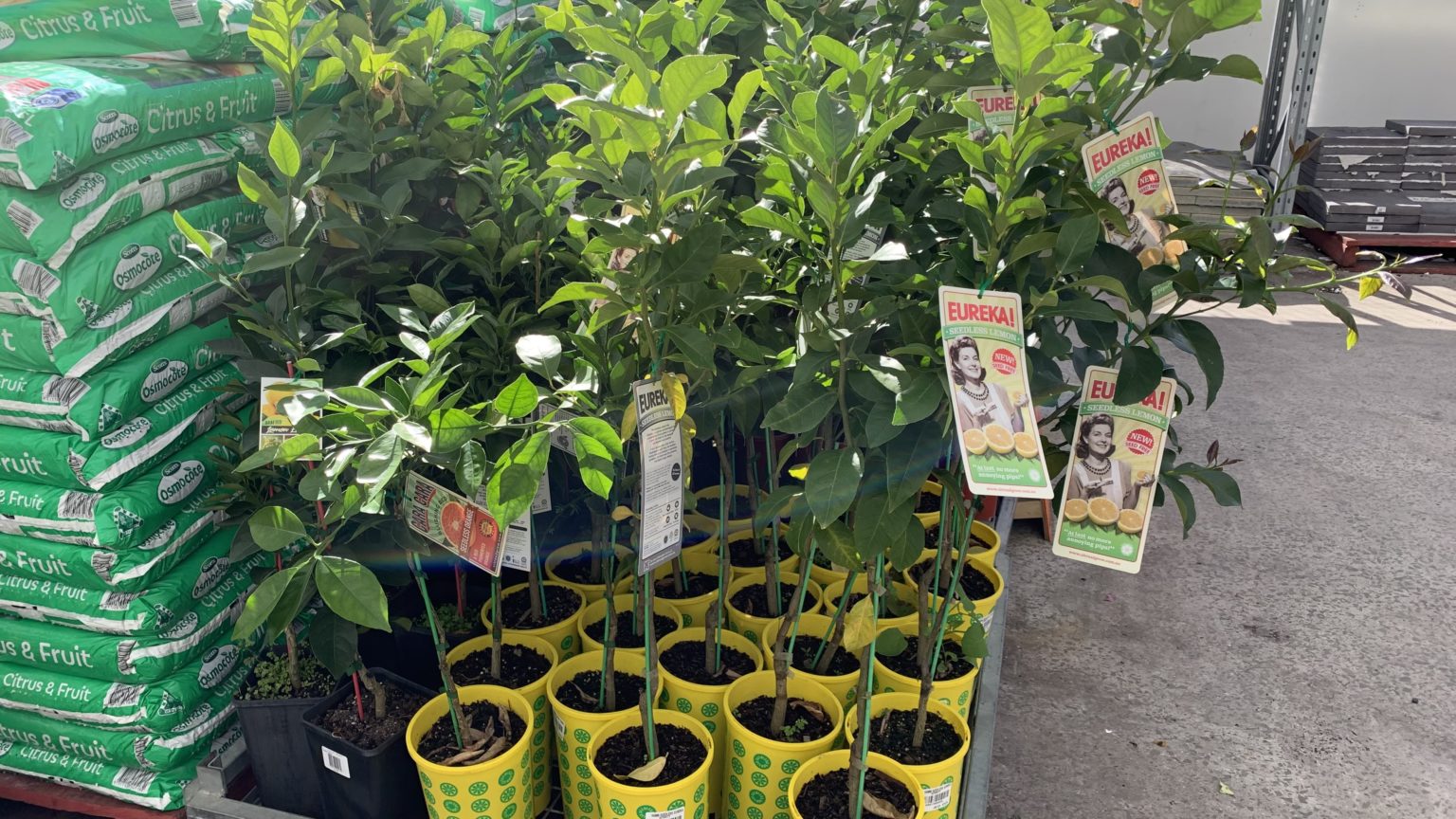 How to safely leave your lemon tree outside in winter Top 11 Tips