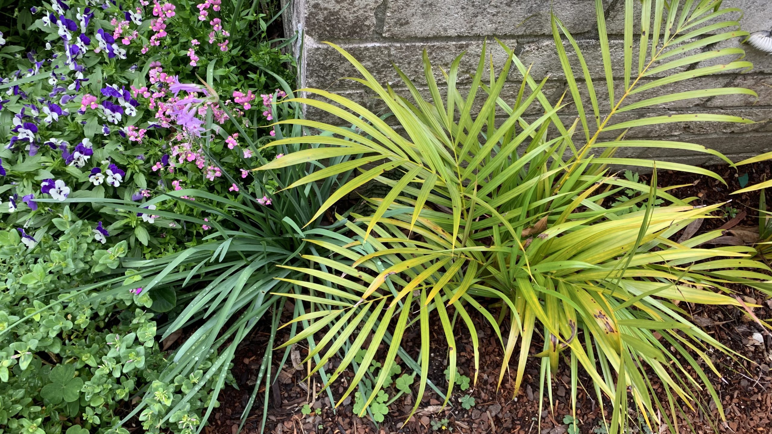 How long palms can go without water Indoor + Outdoor watering guide