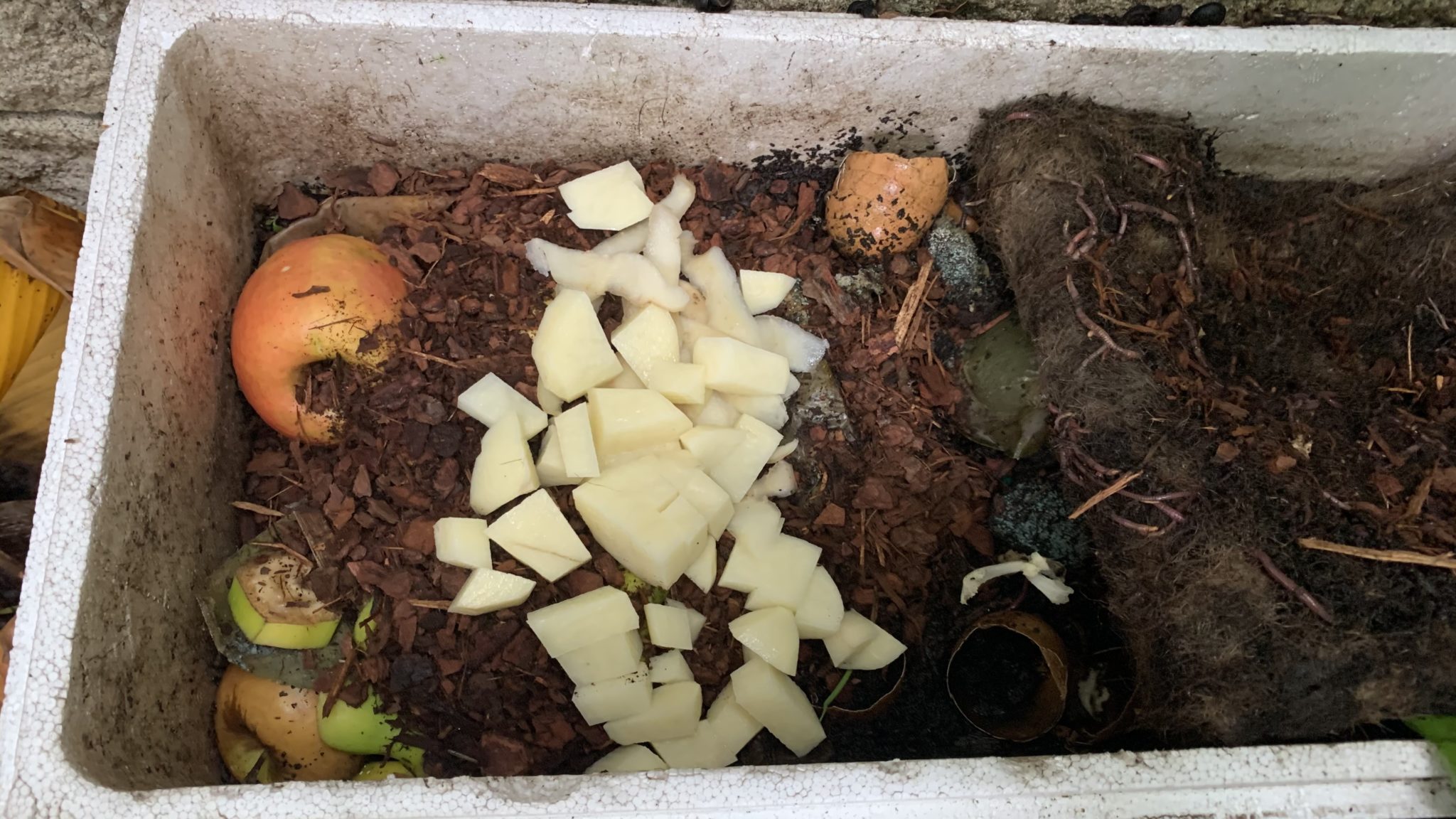 Feeding worms potato peels Complete Guide Eco Family Life