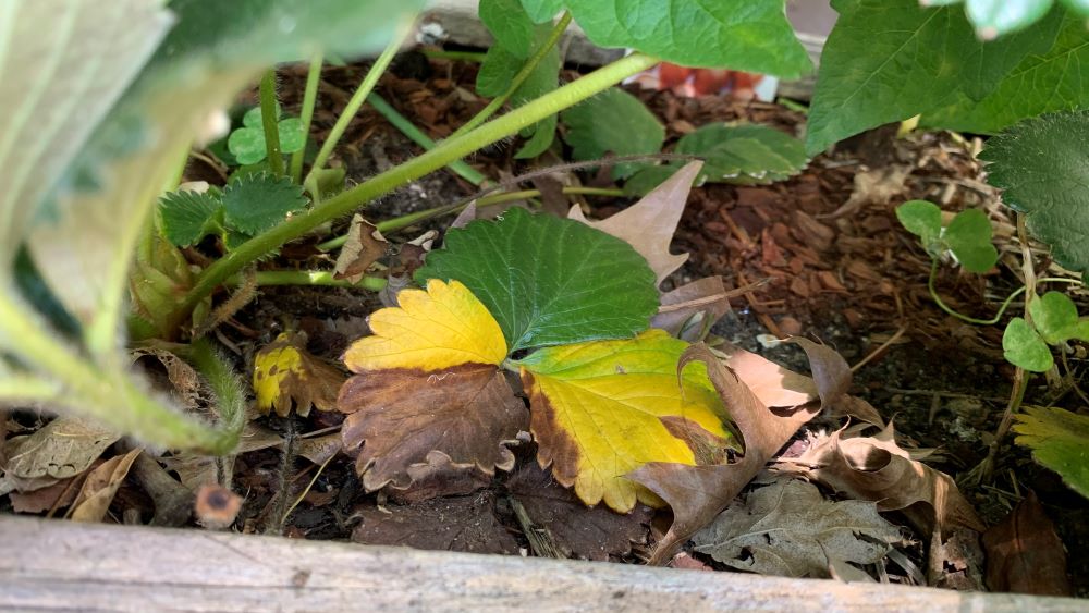 Strawberry plant with yellow leaves.