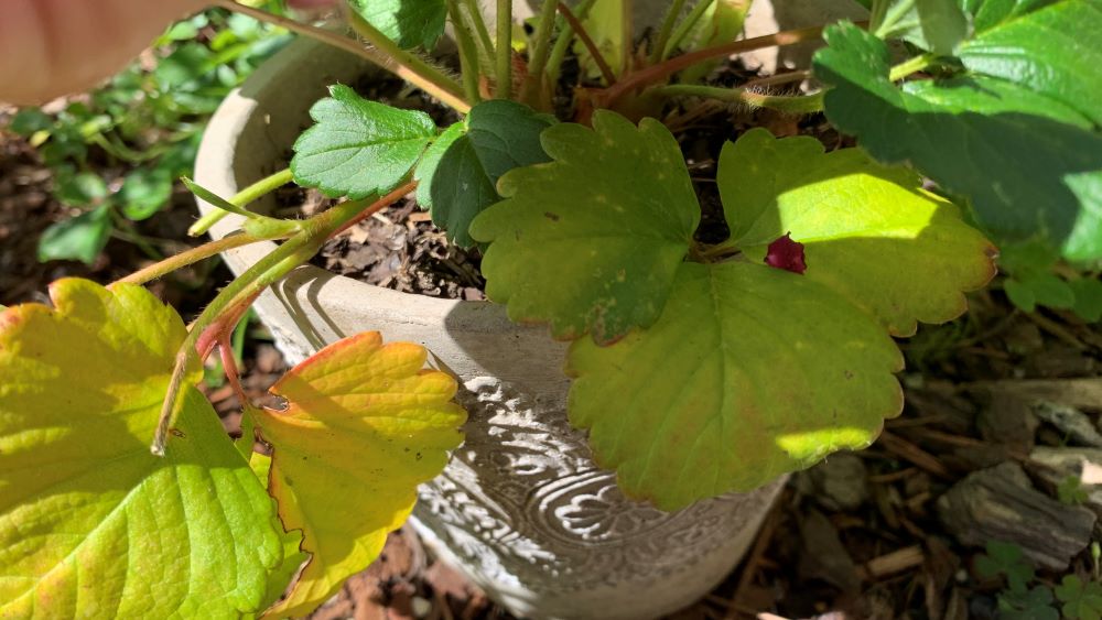 Yellow and red leaves on strawberry plant in pot.