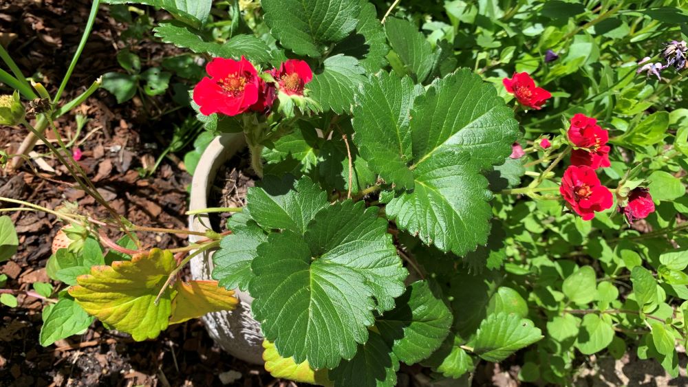 Red flowering strawberry plant with yellow leaves.