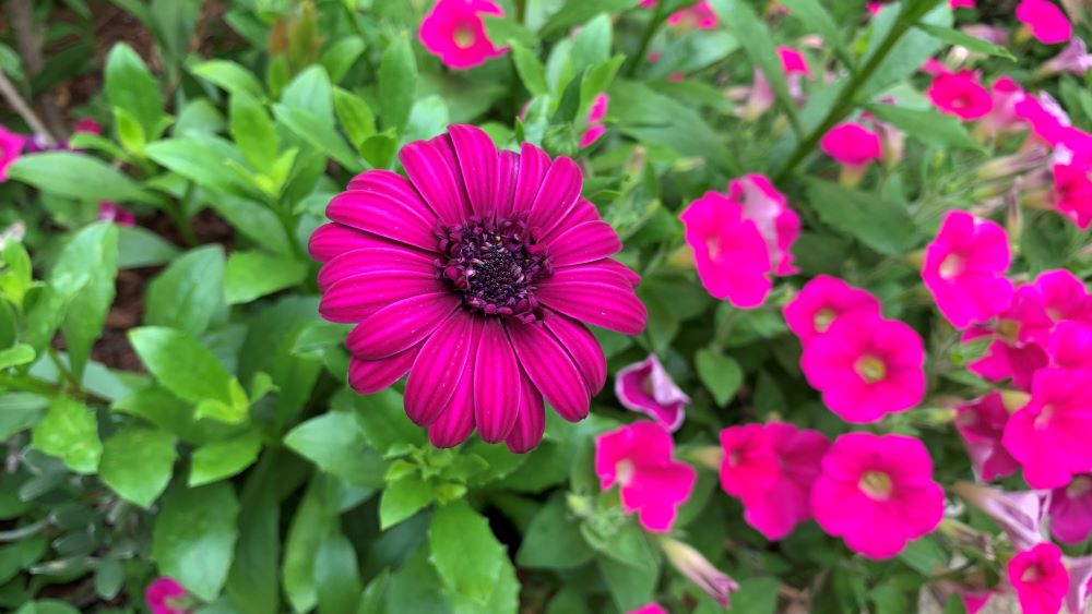 African daisies growing with petunias.