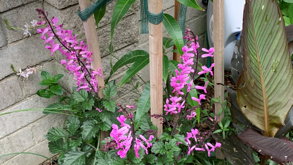Plectranthus flowers will grow well with petunias.