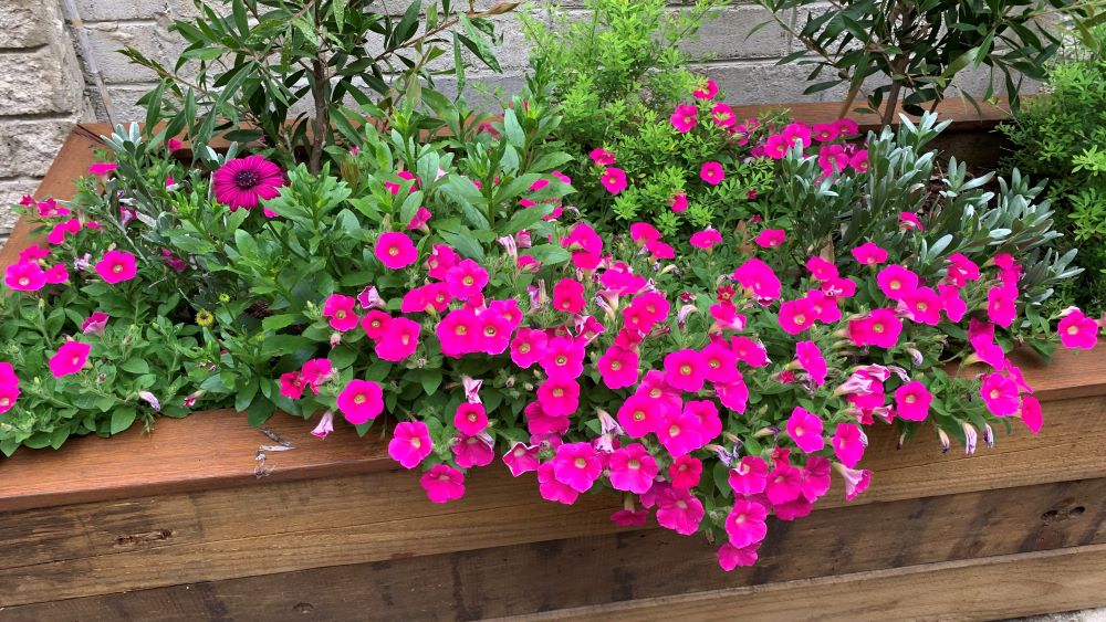 petunias growing in raised garden bed with African daisies and bottlebrush.