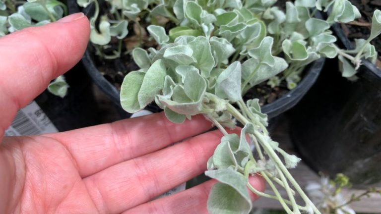 How to Save a Dying Dichondra | 5 Easy Steps - Eco Family Life