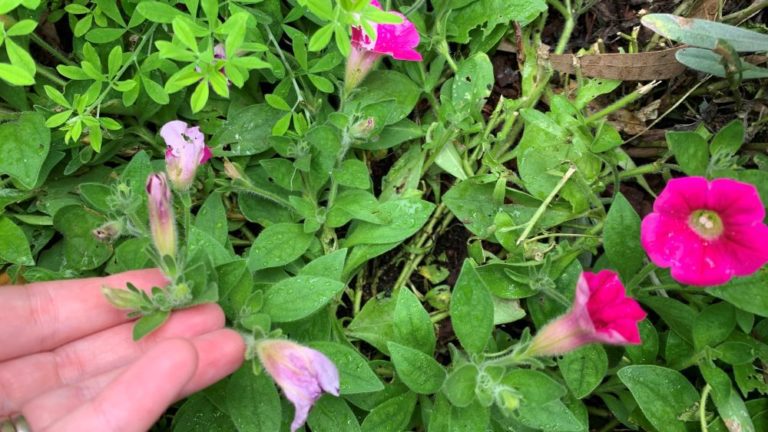 Pictures Of Overwatered Petunias
