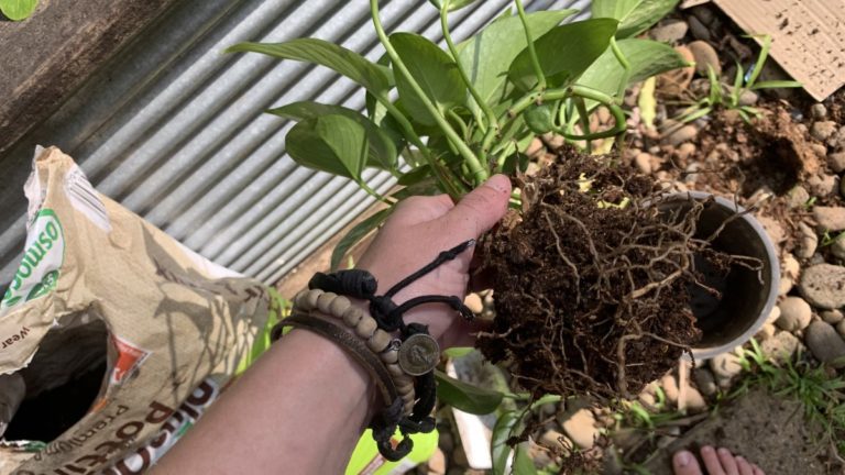 How to Tell if a Plant is Overwatered or Underwatered | 7 Signs and ...