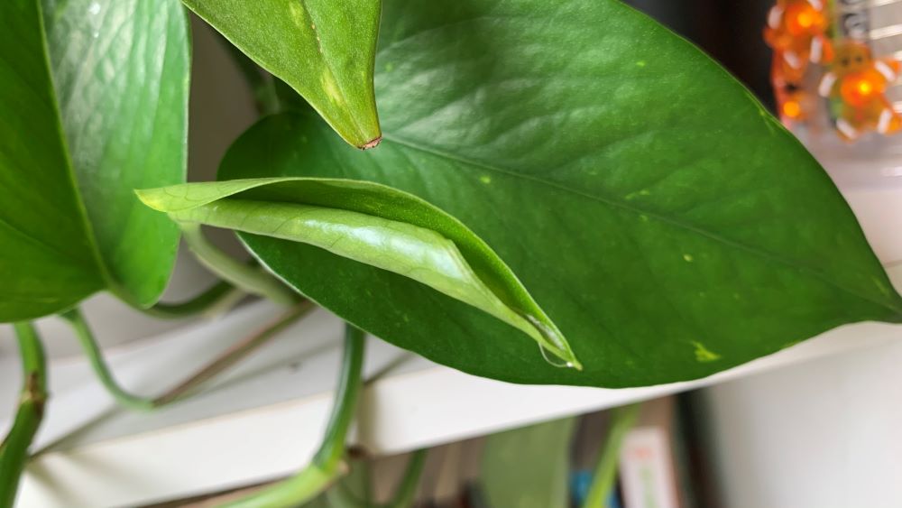 Why Your Pothos is Dripping Water | Top 4 Causes - Eco Family Life