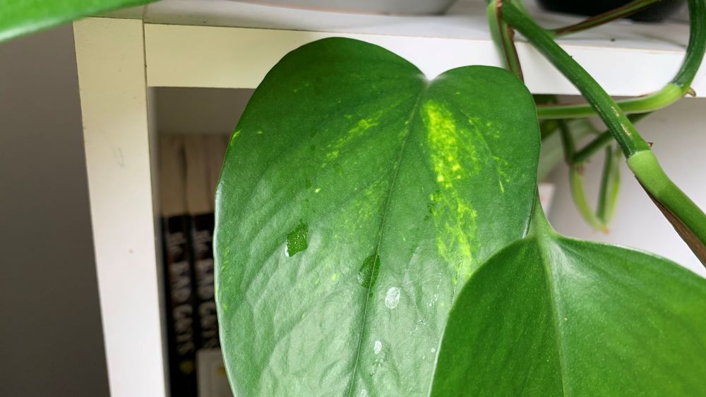 Why Your Pothos is Dripping Water | The Strange Answer - Eco Family Life