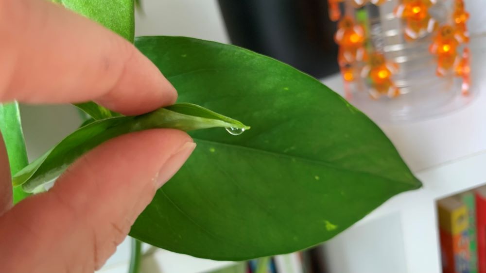 Why Your Pothos is Dripping Water | The Strange Answer - Eco Family Life