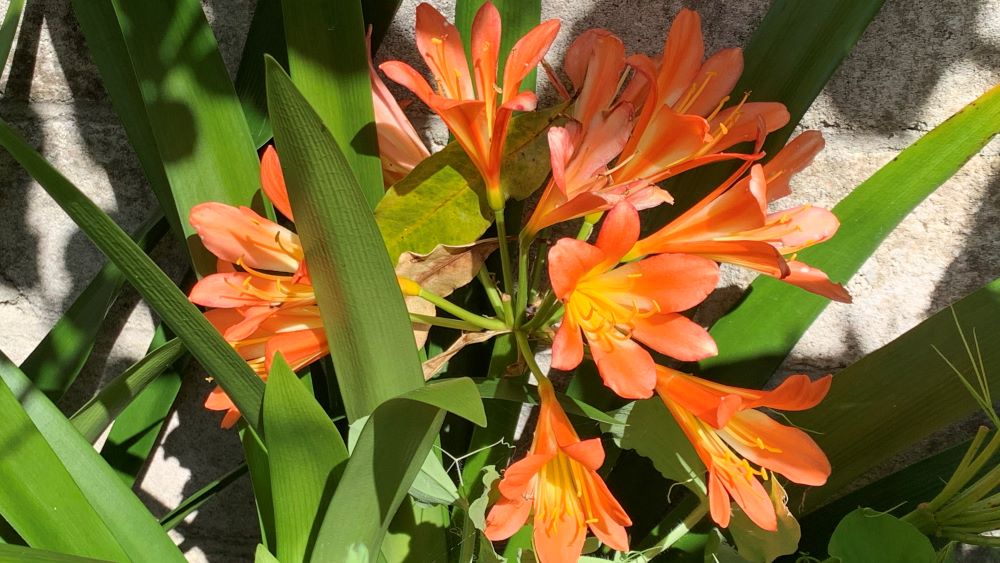 What to do with Clivia Plants after Flowering | Easy Pruning Tips