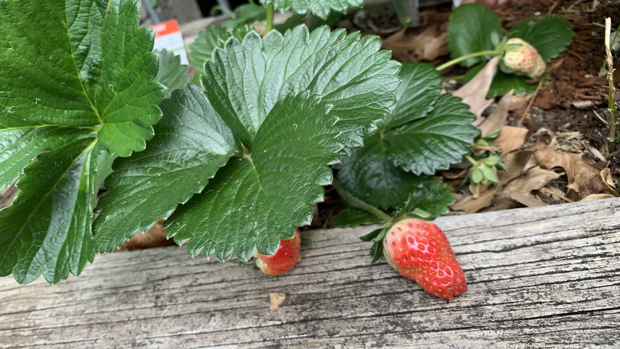Best Soil for Strawberries How to Prepare Soil for New Strawberries