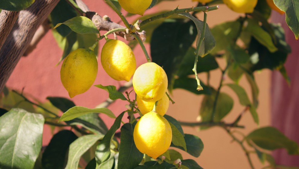 How Long Lemons Take to Ripen on the Tree | Easy Guide