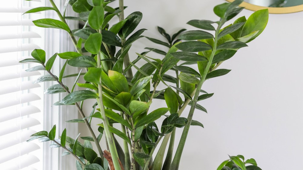 5 Reasons for Light Green Leaves on Zz Plant 