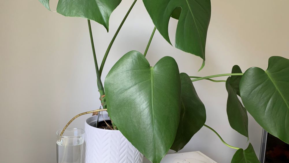 Monstera growing a long root into water
