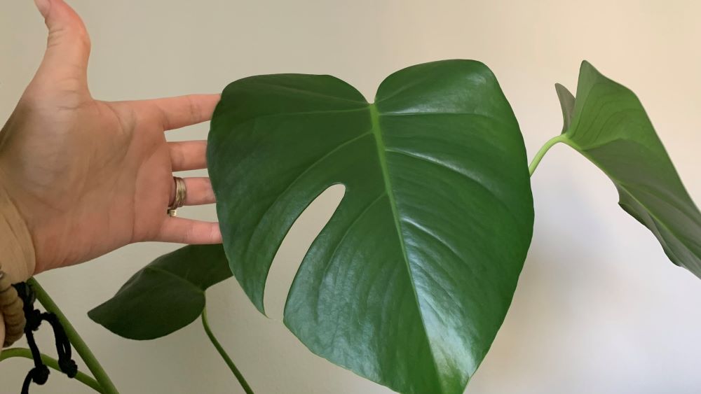 Large Monstera leaf
