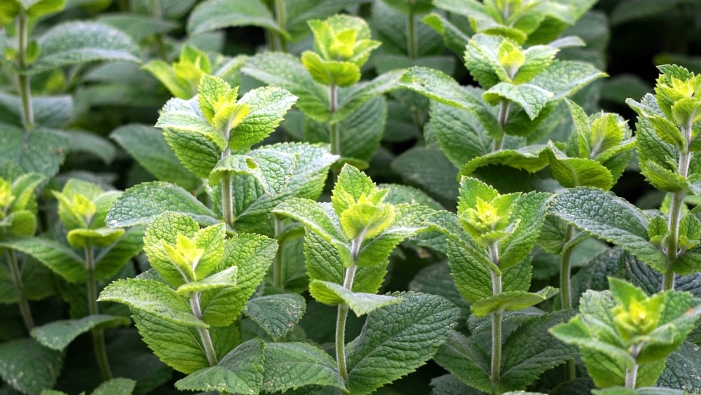 Do peppermint plants keep bees away from your yard? | What you must know