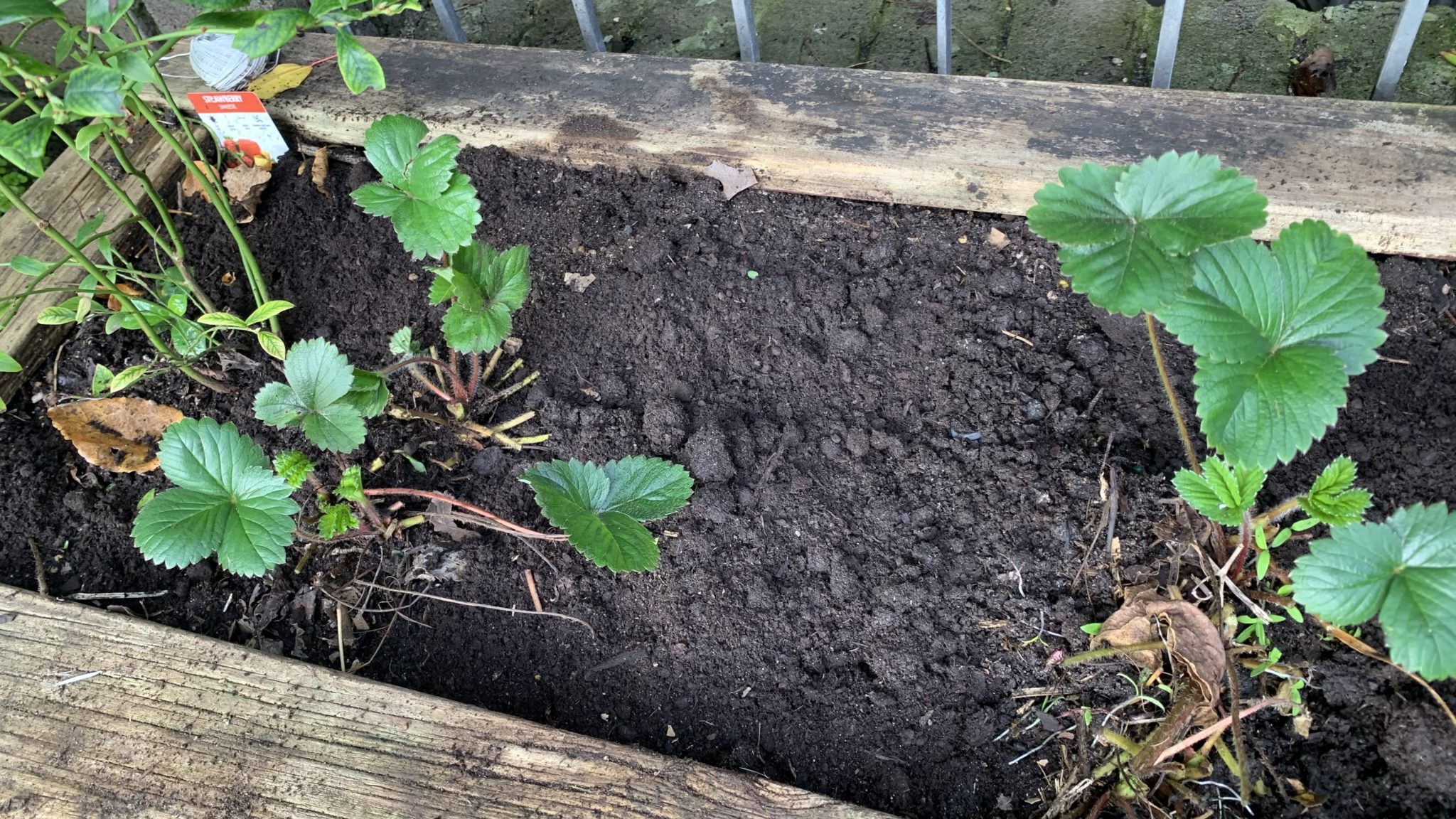 How Compost Helps Plants Grow Faster 7 Amazing Ways Eco Family Life