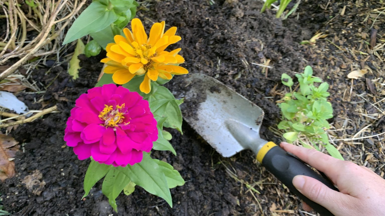 How to Save a Dying Zinnia 9 Easy Steps Eco Family Life
