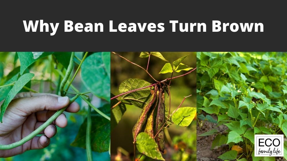 Why Bean Leaves Turn Brown and Solutions