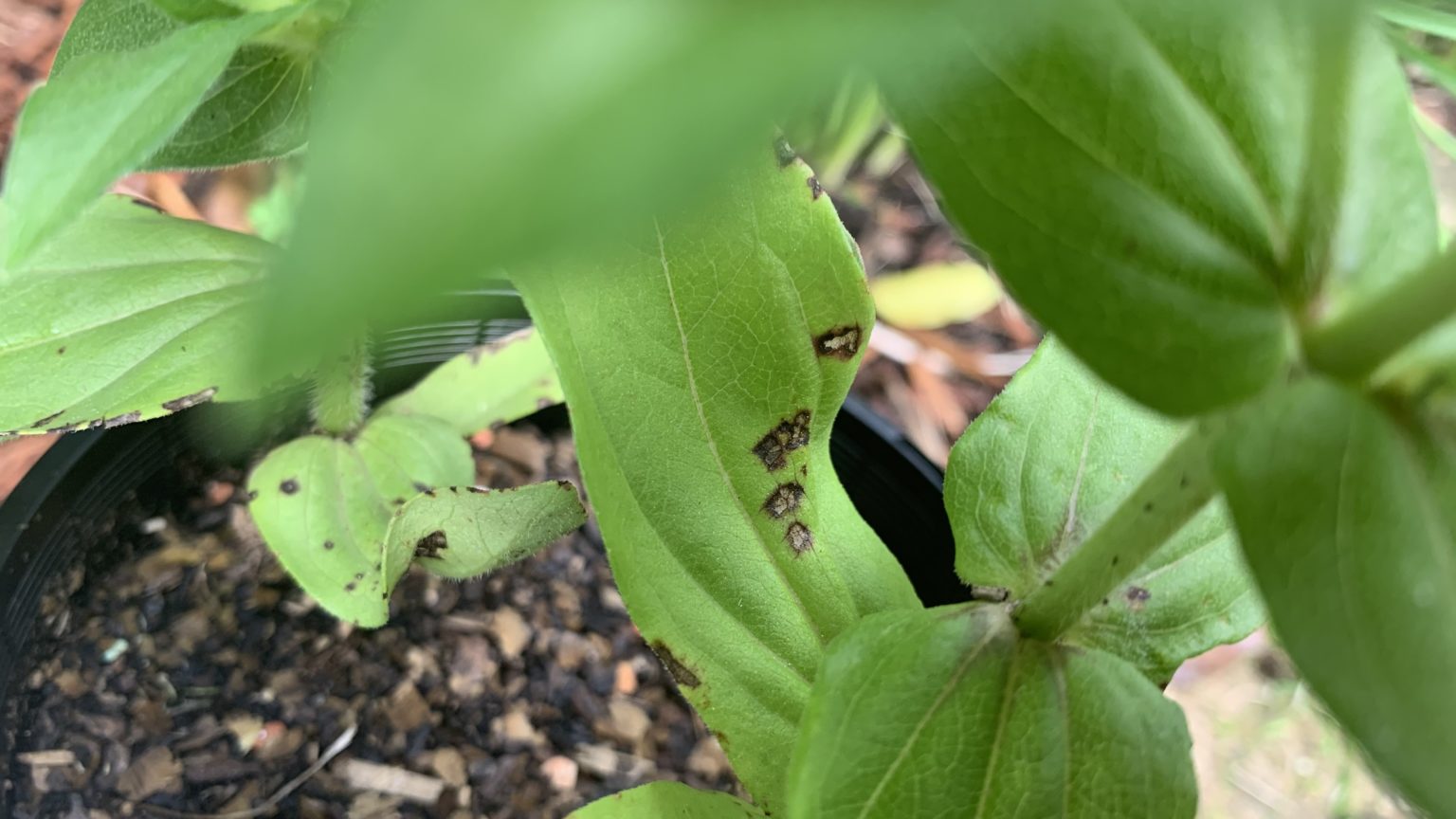 Why Zinnia Leaves Get Black Spots 4 Problems and How to Fix Them