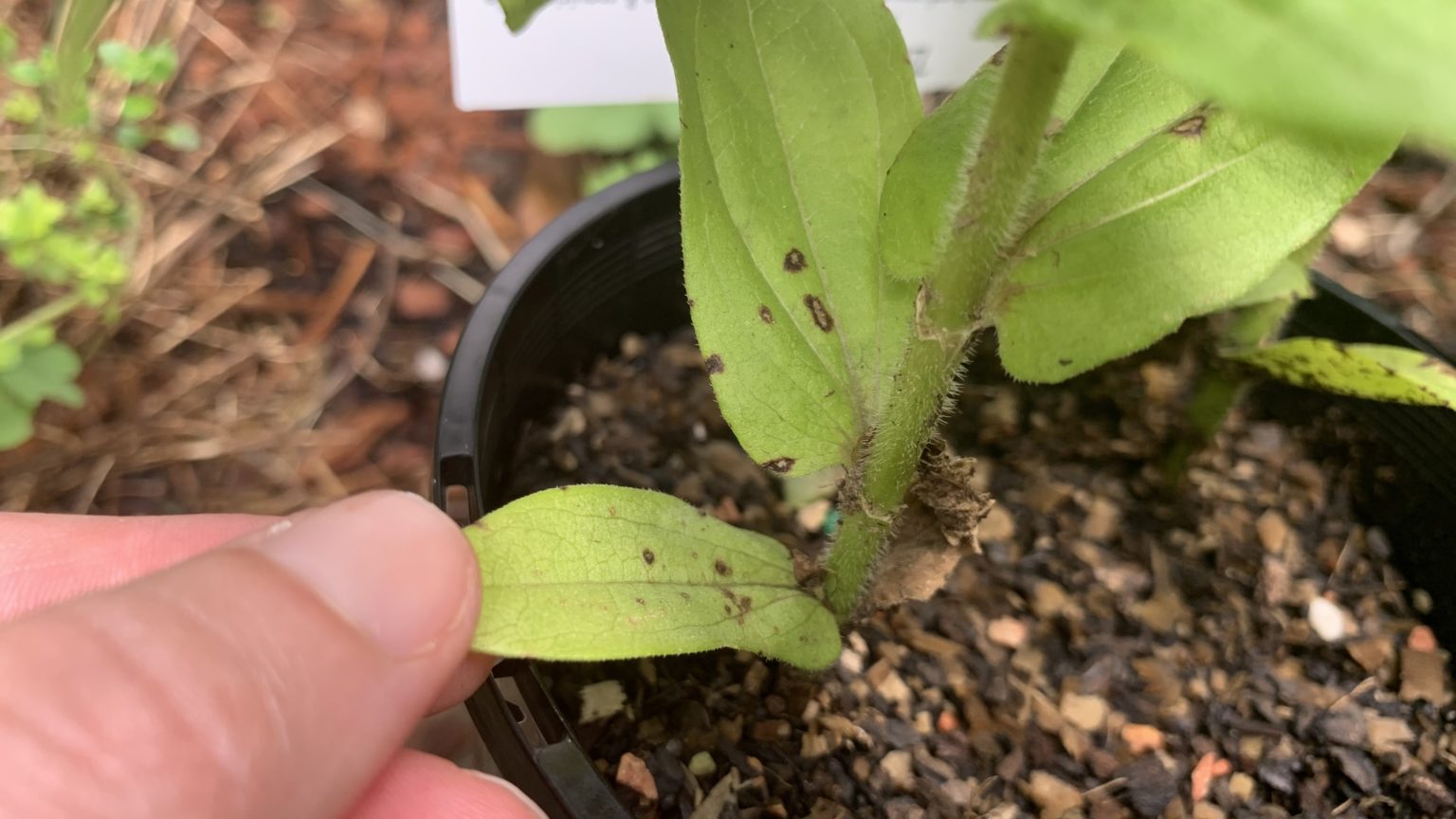 Why Zinnia Leaves Get Black Spots 4 Problems and How to Fix Them