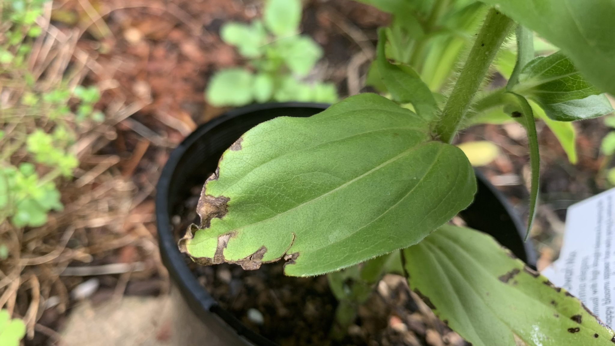 Why Zinnia Leaves Get Black Spots 4 Problems and How to Fix Them Eco Family Life