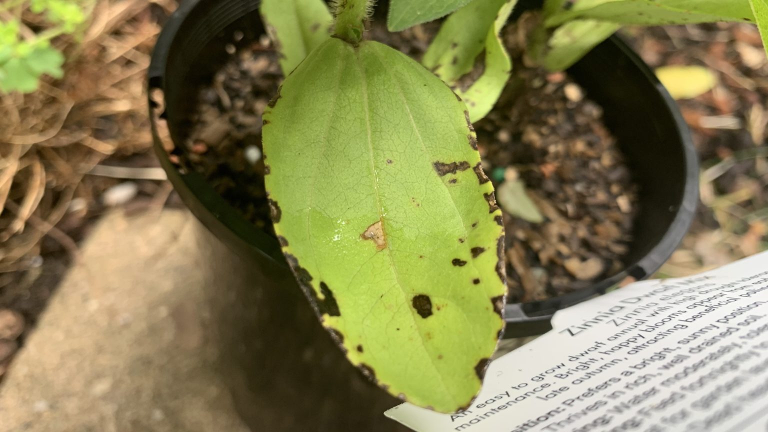 How to Save a Dying Zinnia 9 Easy Steps Eco Family Life