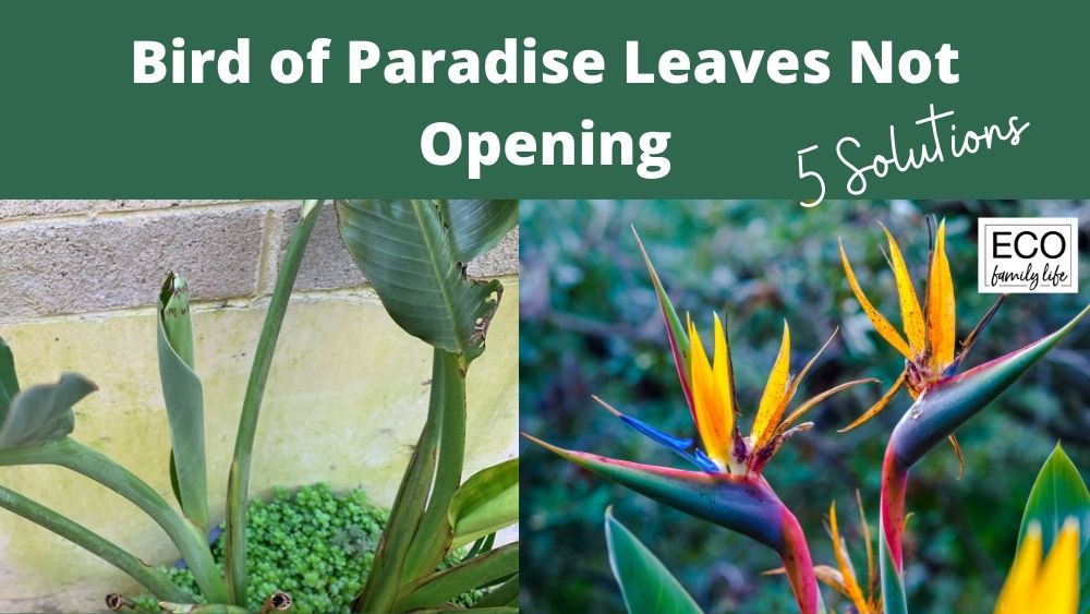 Bird of Paradise Leaves Not Opening | 5 Causes and Solutions