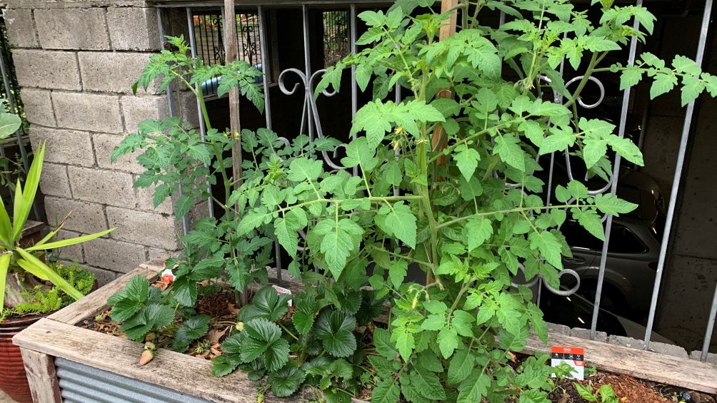 Healthy tomato plant growing in raised garden bed.