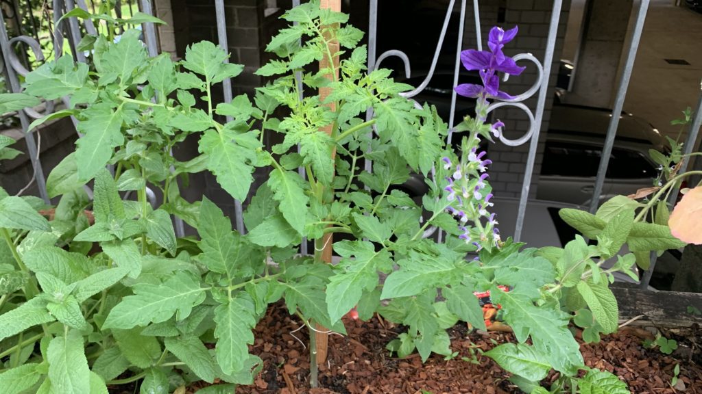 Tomato plants growing in raised garden beds.