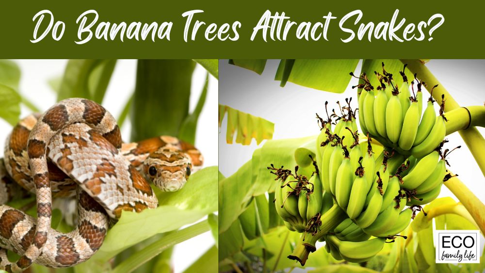 Do Banana Trees Attract Snakes? | Plus 4 Tips to Keep Them Away