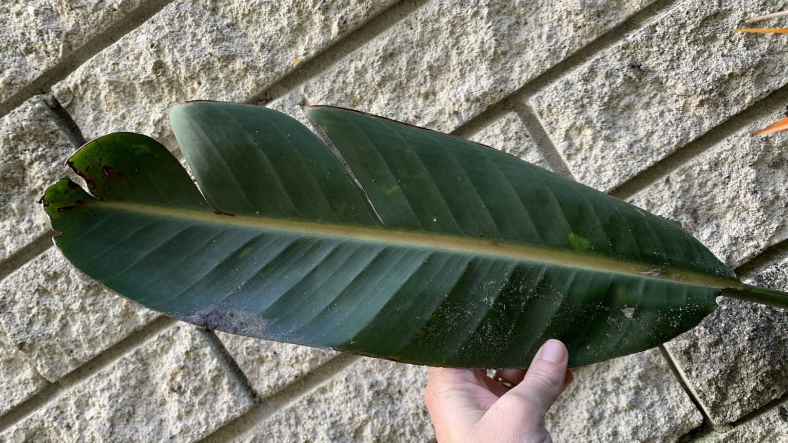 Why are my bird of paradise leaves splitting? 8 Easy Solutions Eco