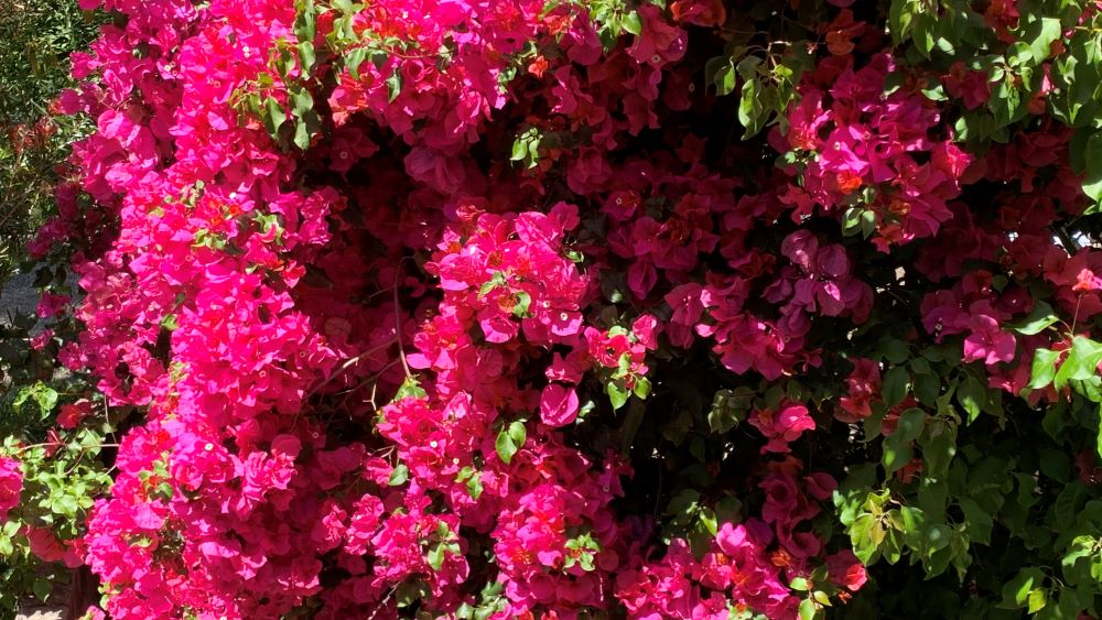 Are Bougainvillea Roots Invasive? | 5 Ways to Keep Roots Contained