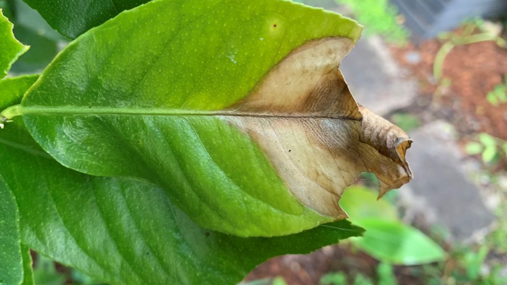 Lemon Tree Leaves Turning Brown | Top 7 Causes and Solutions