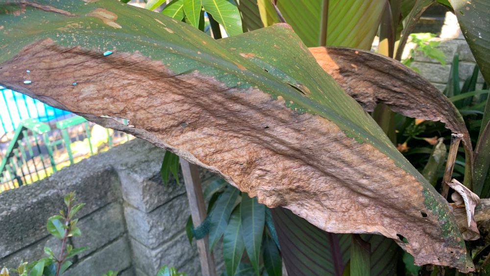 Why Do Canna Lily Leaves Turn Brown? 5 Causes and Solutions Eco