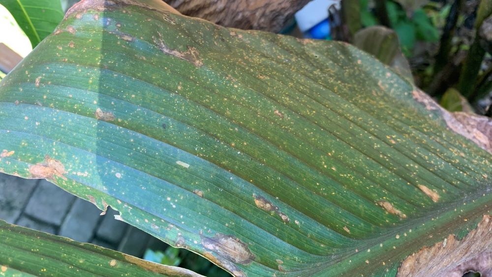 Why Do Canna Lily Leaves Turn Brown? 5 Causes and Solutions Eco