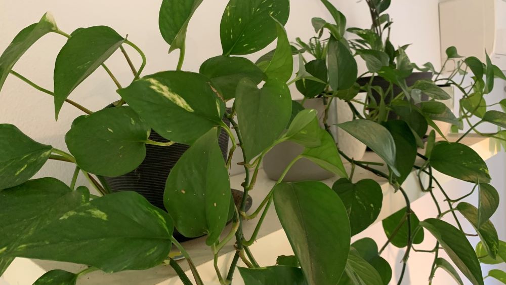 Fastest Growing Pothos | 5 Varieties that will Grow the Fastest