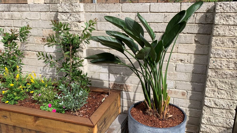 Why is My Bird of Paradise Leaning? | Plus Easy Ways to Straighten Plants